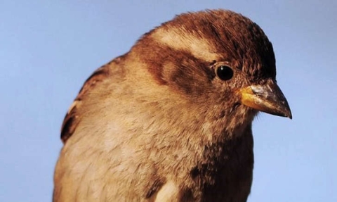 Moineau domestique