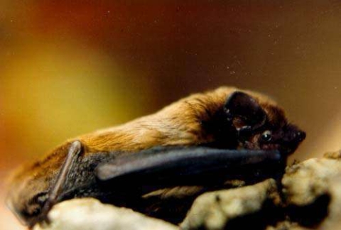 Noctule de Leisler