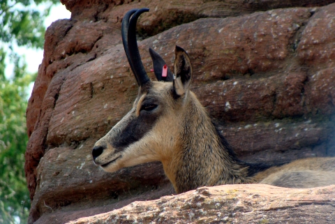 Chamois