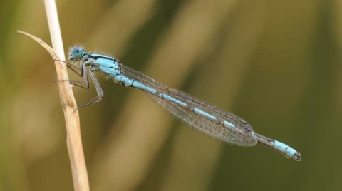 Agrion porte coupe