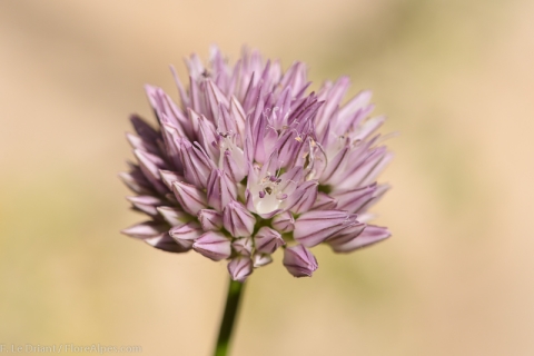 Ail à fleurs aigue