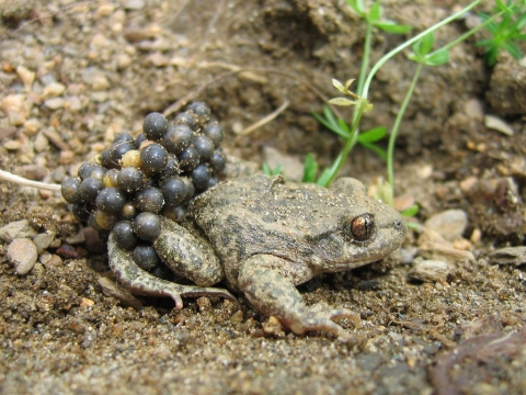 Alyte accoucheur - Crapaud accoucheur