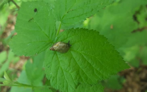 Ambrette amphibie 