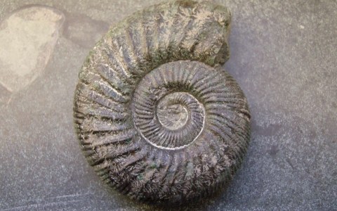 Ammonites