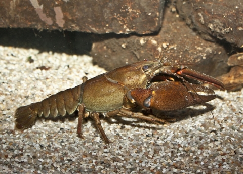 Écrevisse à pattes rouges