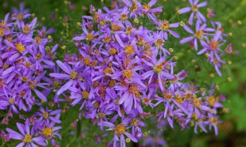 Aster à feuilles de sedum