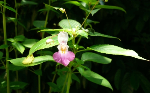 Balsamine de Balfour