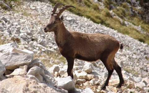 Bouquetin des Alpes