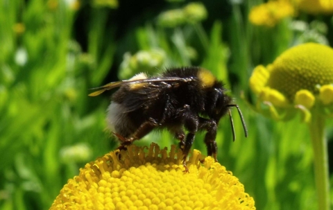 Bourdon terrestre