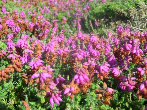 Bruyère ciliée