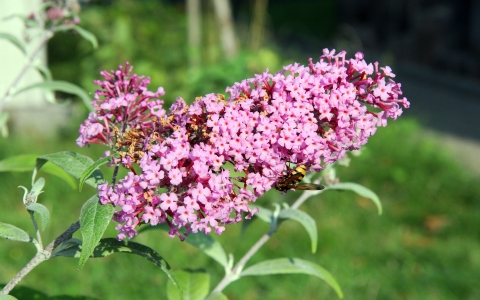 Buddleia de David, Arbre à papillons