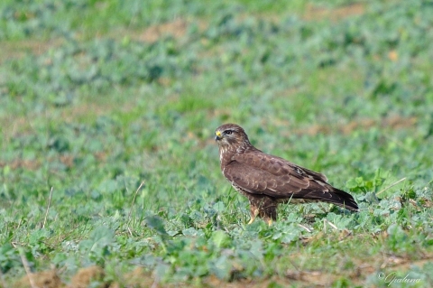 Buse variable