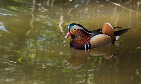 Canard mandarin