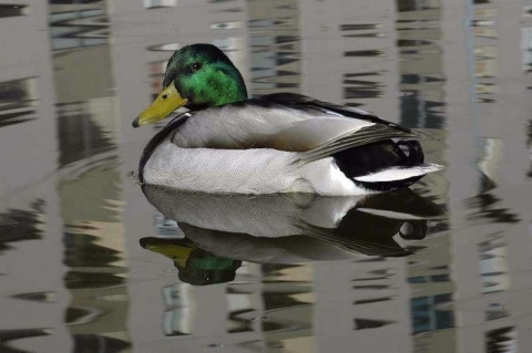 Canard colvert