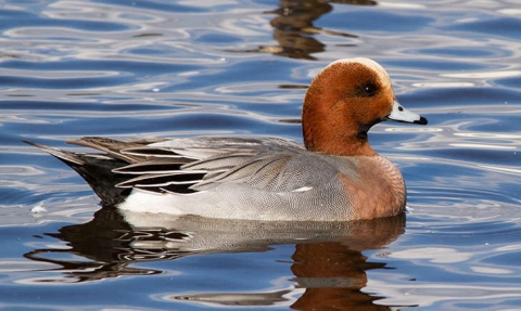 Canard siffleur