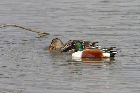 Canard souchet