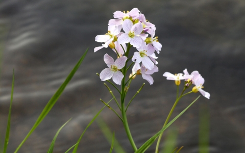 Cardamine des prés