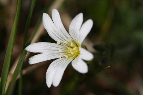 Céraiste des champs 