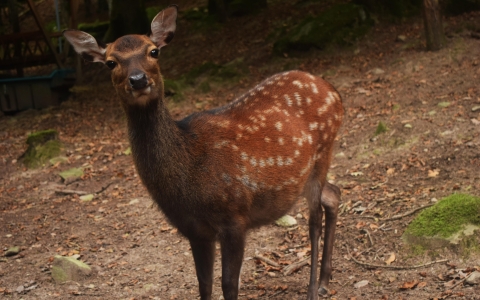 Cerf sika