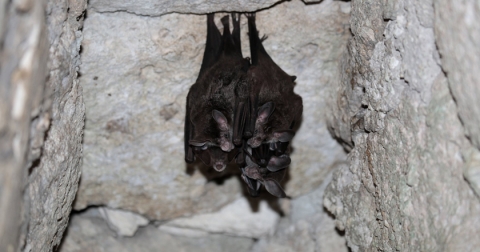 Chauve-souris