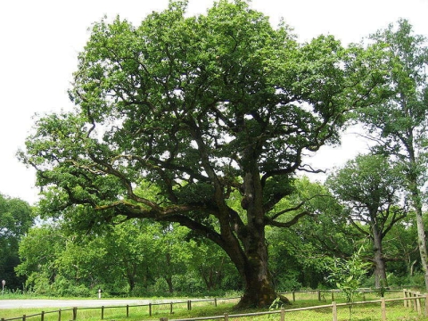 Chêne sessile, chêne rouvre