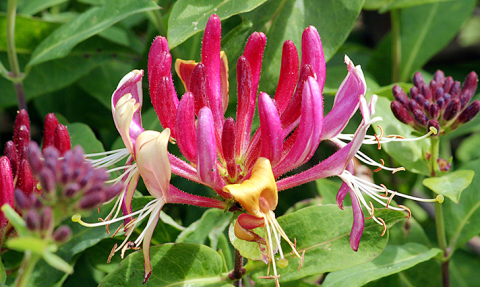 Chèvrefeuille commun - chèvrefeuille des jardins