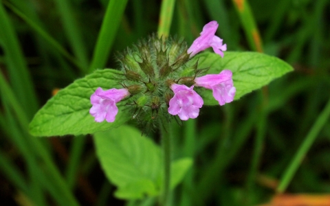 Clinopode commun, Sariette Commune, Grand basilic