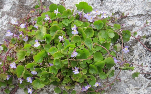 Cymbalaire des murs
