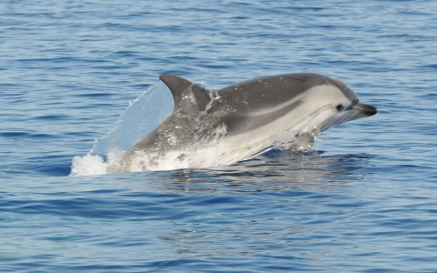 Dauphin bleu et blanc