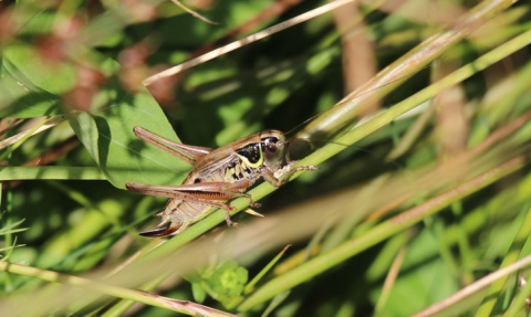 Decticelle bariolée