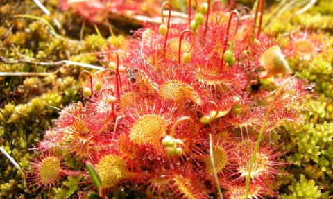 Drosera à feuilles rondes