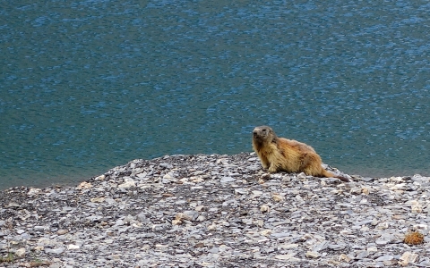 Marmotte