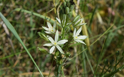 Ornithogale des Pyrénées