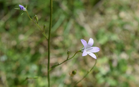 Campanule raiponce