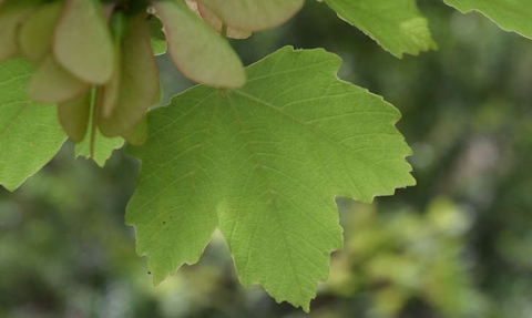 Érable à feuilles d'obier