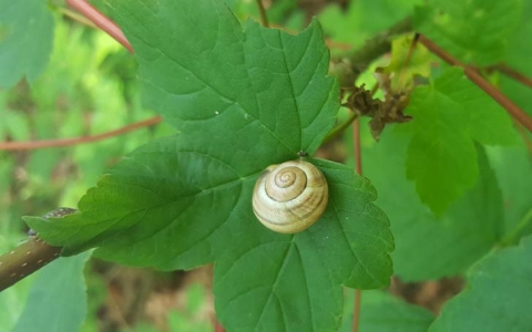 Escargot des haies, Escargot des jardins 