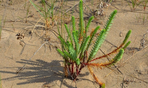 Euphorbe du littoral