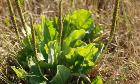 Grand plantain
