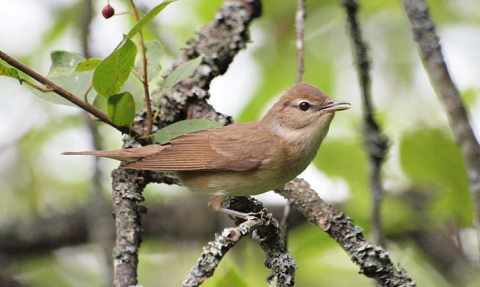 Fauvette des jardins