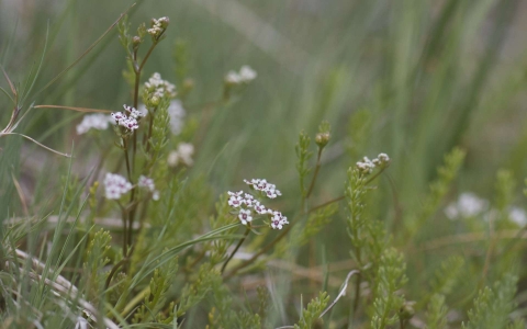 Faux cresson de Thore