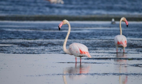 Flamant rose