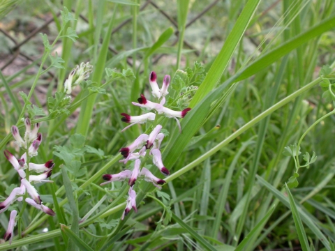 Fumeterre des murailles