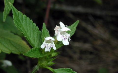 Ortie royale, Galeopsis tetrahit