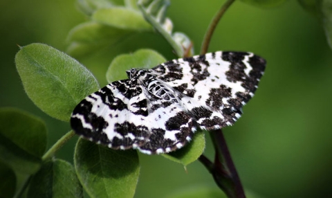 Géomètre noir du bouleau 