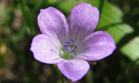 Géranium colombin - Géranium des colombes