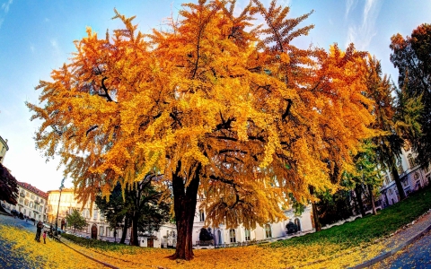 Ginkgo biloba 