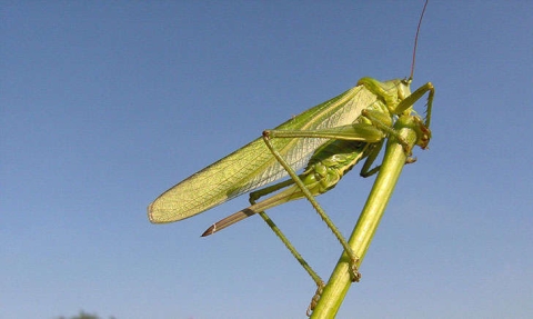 Grande sauterelle verte