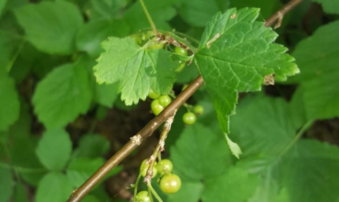 Groseillier à grappes