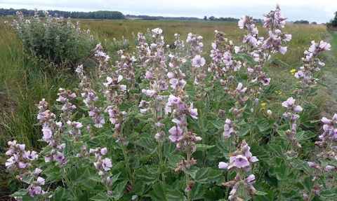 Guimauve officinale