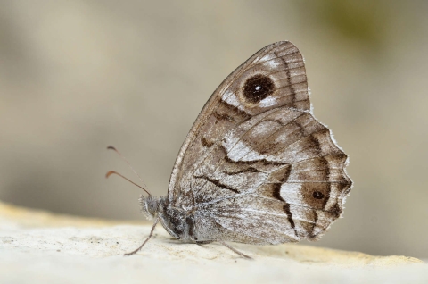 Chevron blanc